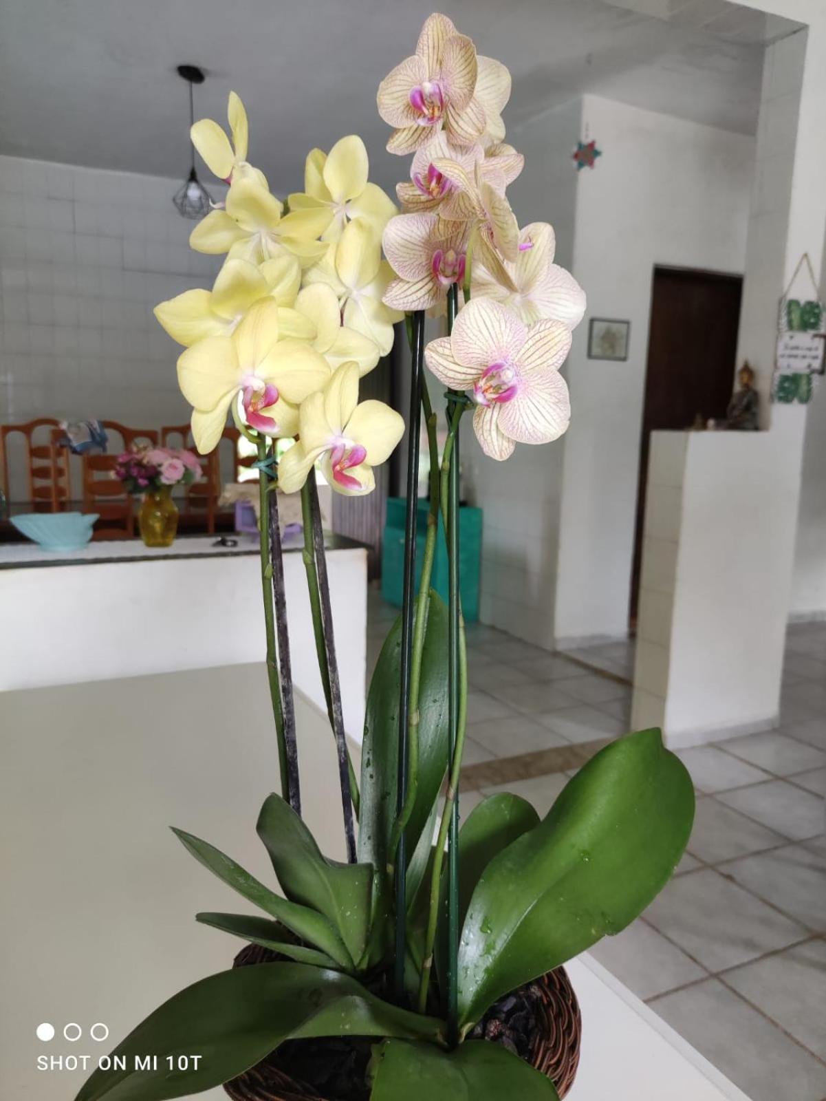Renovo Beija-Flor Hostel E Espaco Terapeutico Bertioga Exterior foto